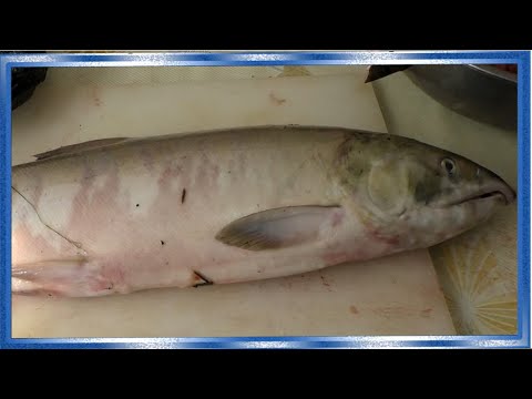 Видео: Правильная заморозка рыбы на длительное хранение, Как сохранить свежесть рыбы в заморозке долго,