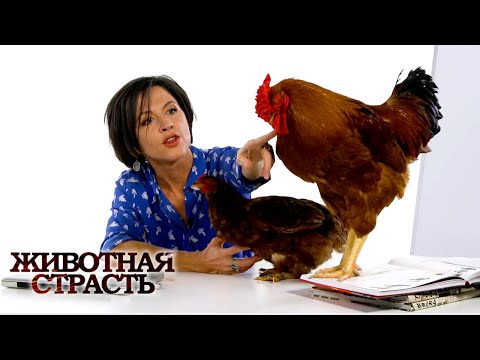 Видео: Животная страсть с Евгенией Тимоновой. Половой отбор