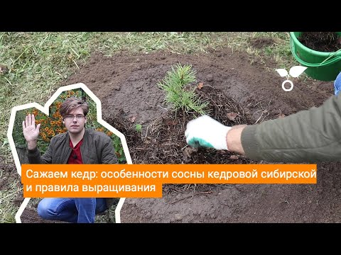 Видео: Сажаем кедр: особенности сосны кедровой сибирской и правила выращивания