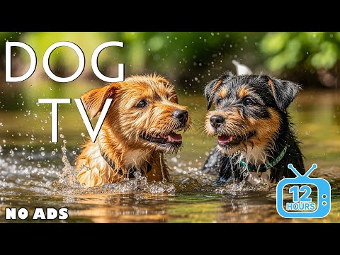 Видео: Собачье ТВ: Видео и музыка для снятия стресса у собак дома - Расслабляющая музыка для собак
