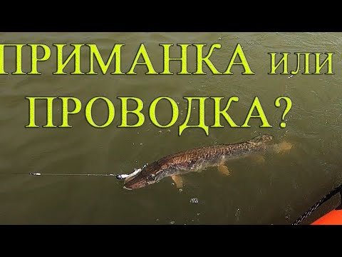 Видео: ТРИ ВИДА ХИЩНИКА жрут ее....