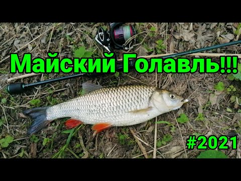 Видео: ГОЛАВЛЬ В МАЕ НА СПИННИНГ !!! ZipBaits Rigge 35. #ZipBaits #голавль #спиннинг