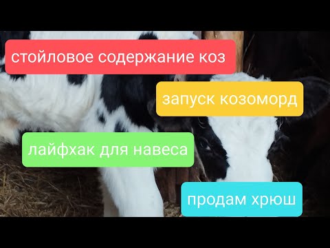 Видео: Перемен....требуют наши сердца