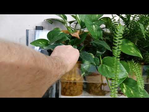 Видео: Мой фитофильтр(полный обзор)