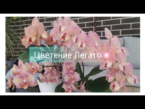 Видео: Цветение орхидей Легато, Либерти Пинк, Шоколад, Белый пелор.