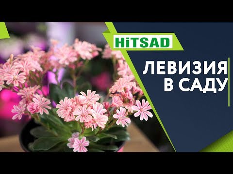 Видео: Левизия в Саду 🌺 Посадка и Уход 🌺 Советы От Хитсад ТВ