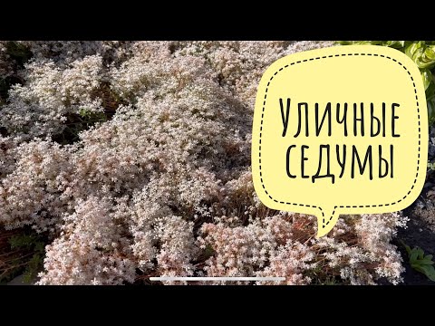 Видео: Уличные седумы. Суккуленты которые зимуют.