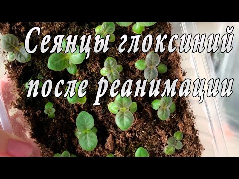 Видео: Сеянцы Глоксиний после реанимации