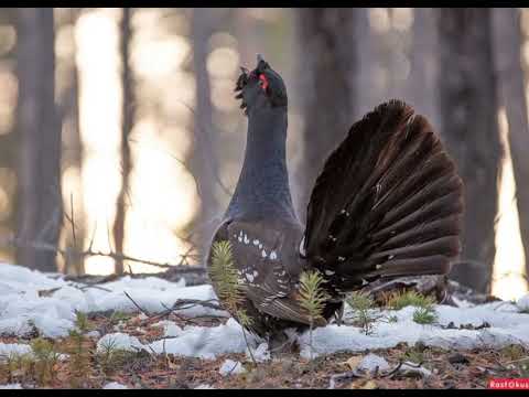 Видео: Щепная птица - Глухарь
