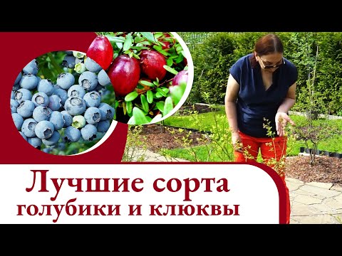 Видео: Лучшие сорта клюквы и голубики 2021!