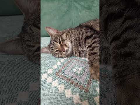 Видео: Что нужно знать перед тем как брать котика или кошечку с улицы. И как мы взяли Полосатика 