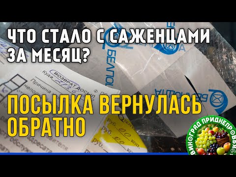 Видео: Посылка вернулась обратно. Что стало с саженцами?