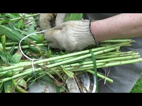 Видео: Биотехния как вязать веники для косули и лося #следопытохотник