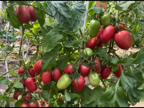 Видео: Обзор сортов томатов 4ч.