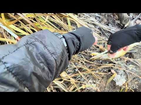 Видео: Щука срезала воблер и была наказана #fishing4seasons #fishing #catchandrelease #streamfishing 