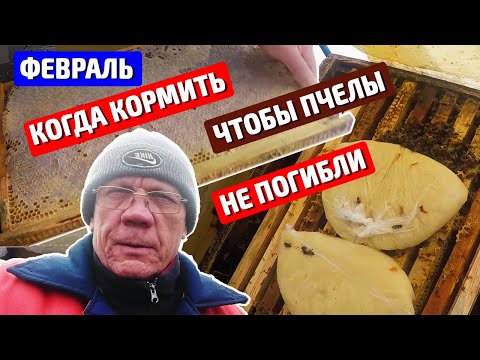 Видео: Подкормка пчел зимой. Как спасти пчел зимой?