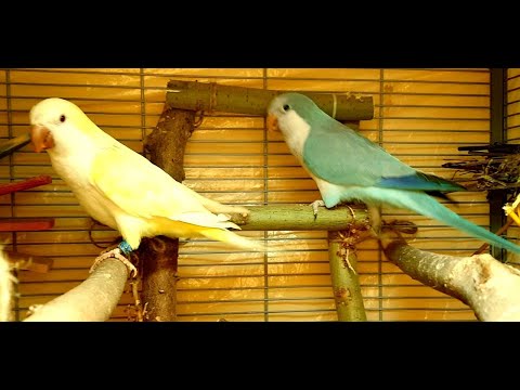 Видео: ГОЛОСА СТАИ ПОПУГАЕВ МОНАХОВ КВАКЕРОВ