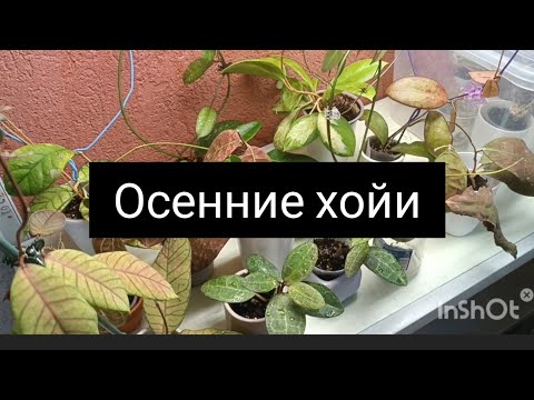 Видео: осенние хойи