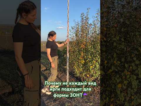 Видео: Не каждая ирга подходит для зонта ☂️ #дизайнсада #ландшафтныйдизайнмосква #мариякордубаева