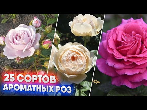 Видео: 25 сортов ароматных роз