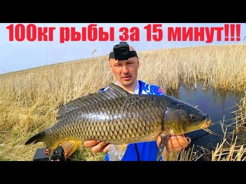 Видео: Рыбалка на паук или 100кг рыбы за 15 минут Нашел сазанов и давай их ловить Ванна рыбы за 15 минут