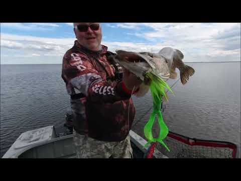 Видео: Big Miuras Mouse, и капризная щука!