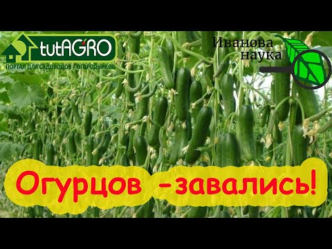 Видео: ВСЕ ЗАВЯЗИ ПРЕВРАТЯТСЯ В ЗЕЛЕНЦЫ! Огурец остановился в росте? Вот что надо делать! Подкормка огурца.