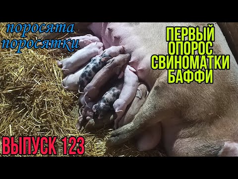 Видео: Опорос свиномамки. Первый опорос свиноматки.