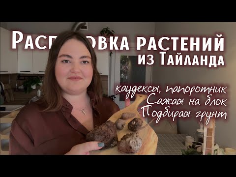 Видео: РАСПАКОВКА растений | КАУДЕКСЫ |папоротник | какой ГРУНТ | сажаю на БЛОК