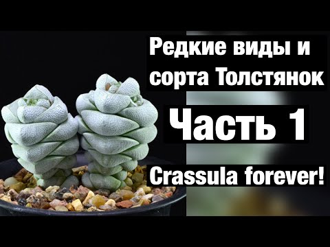 Видео: Крассула Crassula редкие виды и сорта. Часть 1. Моя коллекция Толстянок.
