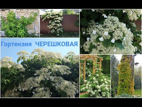 Видео: ЧЕРЕШКОВАЯ ГОРТЕНЗИЯ