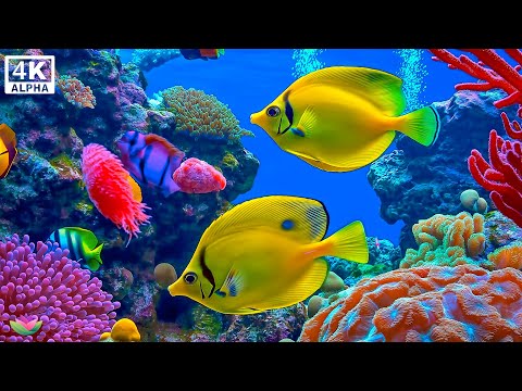 Видео: Музыка для души 🌊 Пианино, океанские виды и полное расслабление