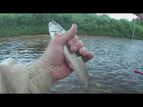 Видео: Рыбалка на хариуса по малой воде на кораблик