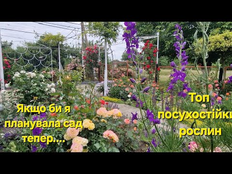 Видео: Топ посухостійких рослин,якщо би я планувала сад тепер...