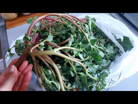 Видео: ПОРТУЛАК вкуснее чем мясо! Пальчики оближешь! Соседи в Турции научили меня так готовить сорняк