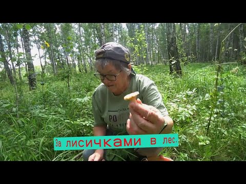Видео: За лисичками в лес.