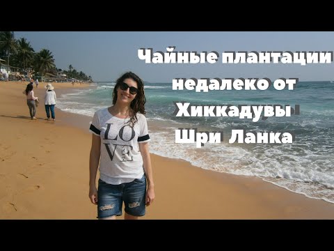 Видео: Чайные плантации недалеко от Хиккадувы | И как мы потеряли кошелек | Шри Ланка