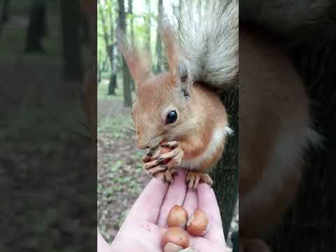 Видео: Белка не торопясь вскрывает орех / The squirrel slowly opens the nut