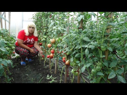 Видео: КАК Я УДАЛЯЮ ЛИСТЬЯ НА ТОМАТАХ. Ольга Чернова.