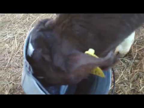 Видео: Рацион двухмесячных телят