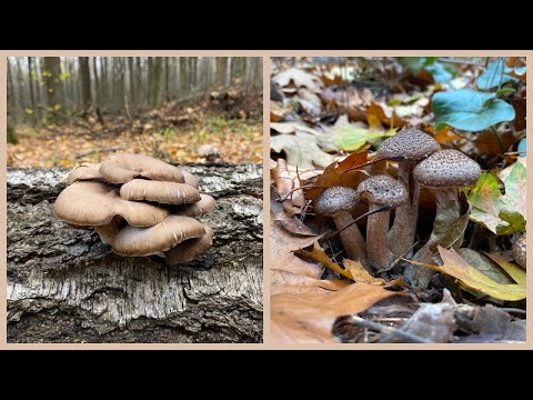 Видео: Супер грибы!  Опята, вешенки, рядовки.  Часть1