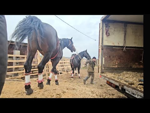 Видео: Улакка чейинки кызыктар 💥 Растовтогу бата улак. Дүйшөбек мырзанын сый тамагы.