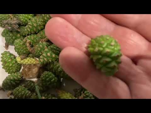 Видео: Рецепт варенья из сосновых шишек и польза сосны.