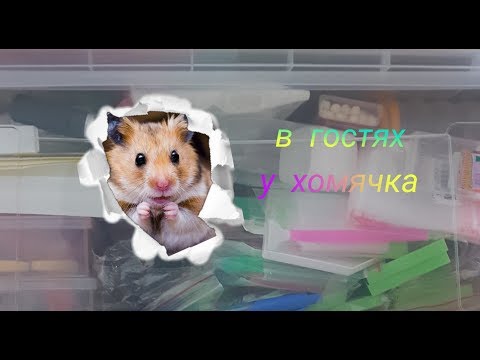 Видео: Алмазная мозаика. В гостях у хомячка