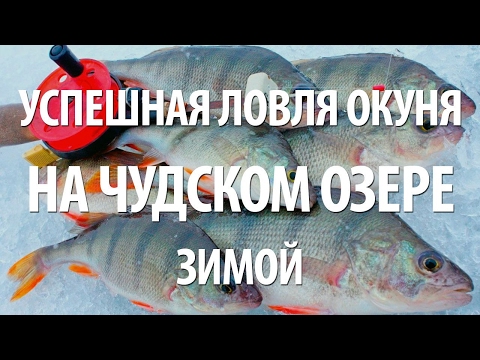 Видео: ЗИМНЯЯ ЛОВЛЯ ОКУНЯ. РЫБАЛКА на ЧУДСКОМ ОЗЕРЕ с НОРМУНДОМ ГРАБОВСКИСОМ ЗИМОЙ