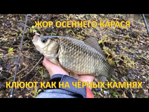 Видео: Ловля оголодавшего КАРАСЯ на поплавок перед зимовкой! Рыбий жир