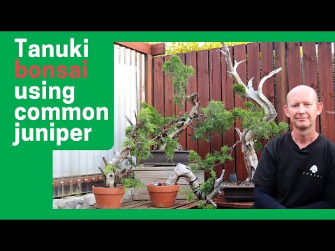 Видео: Создание бонсай тануки из материала можжевельника обыкновенного