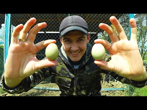 Видео: ФАЗАНЫ ЗАНЕСЛИСЬ!!! УРА! Год содержания Фазанов!