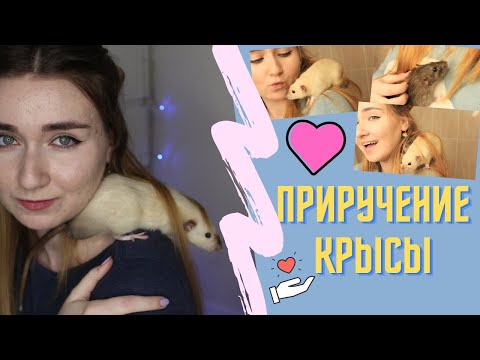 Видео: КАК ПРИРУЧИТЬ КРЫСУ? ПОЧЕМУ КРЫСЕНОК БОИТСЯ? КАК СДЕЛАТЬ ТАК, ЧТОБЫ КРЫСА НЕ БОЯЛАСЬ РУК?