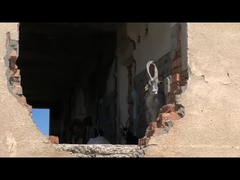 Видео: Грузинская деревня и монастырь в горах⛪️